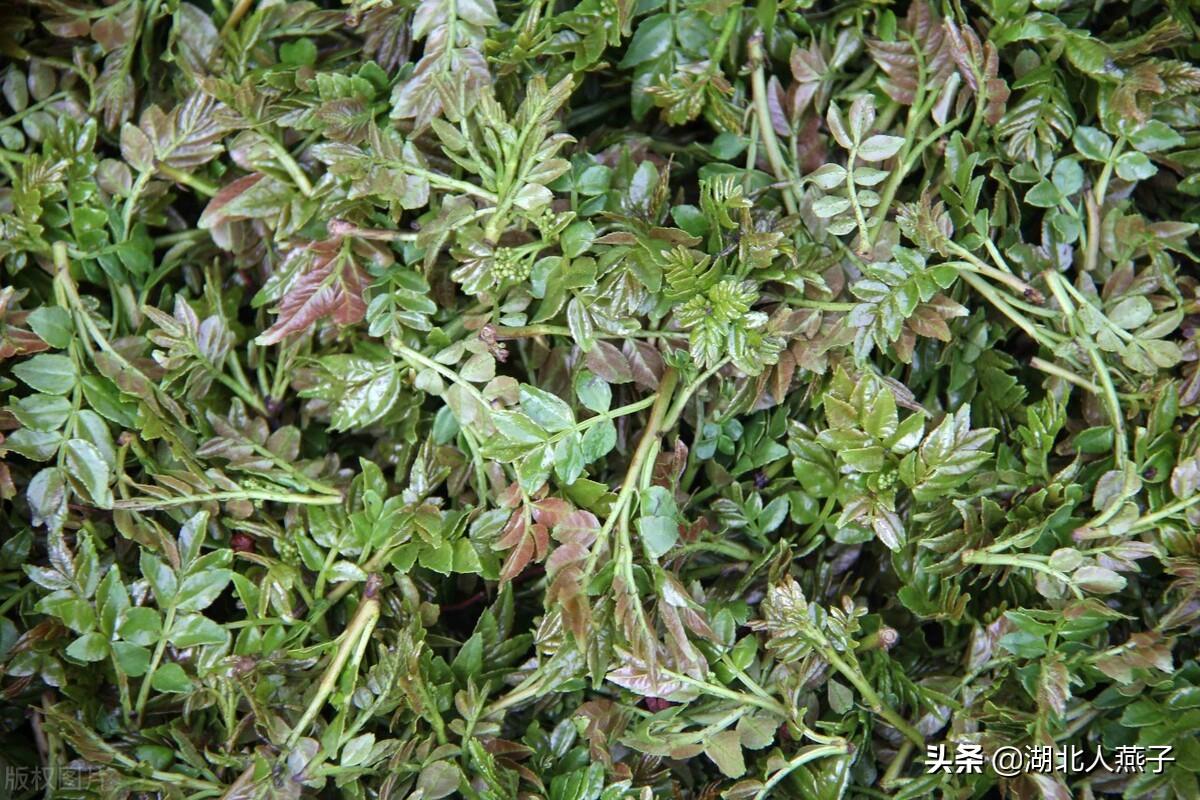 农村常见的二十五种野菜有哪些,各种野菜名称图片大全