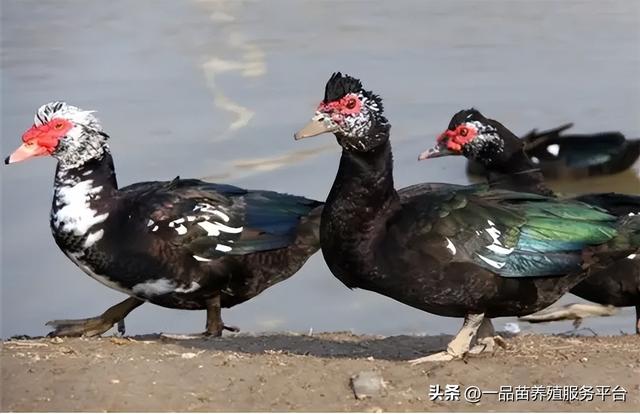 鴨子吃什麼下蛋多,鴨子吃什麼食物下蛋多(養殖番鴨常喂這兩種