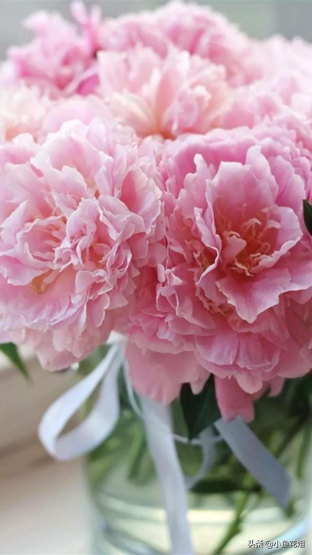 母亲节送什么花，母亲节送什么花最适合（能送给母亲的花不只是康乃馨）