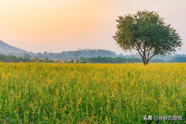 人心换人心的经典语录，人心换不来人心的感慨（以真换真；感情都是相互的）