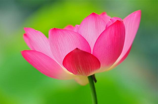 花，花好月圆人长久（72种鲜花欣赏图片）