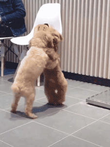 最安静的狗排行，适合家养的安静的狗狗（推荐7种很“通人性”的狗狗）