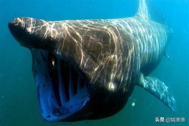 目前海洋最大的生物，最大的海洋生物有哪些（海洋中体型最大的）