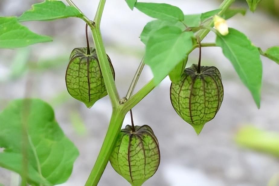 红灯笼草的功效与作用,中药古今研究灯笼草 - 玉三网
