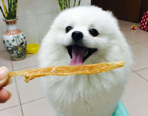 博美球形犬多少钱一只(为什么越来越多人养) - 价格百科