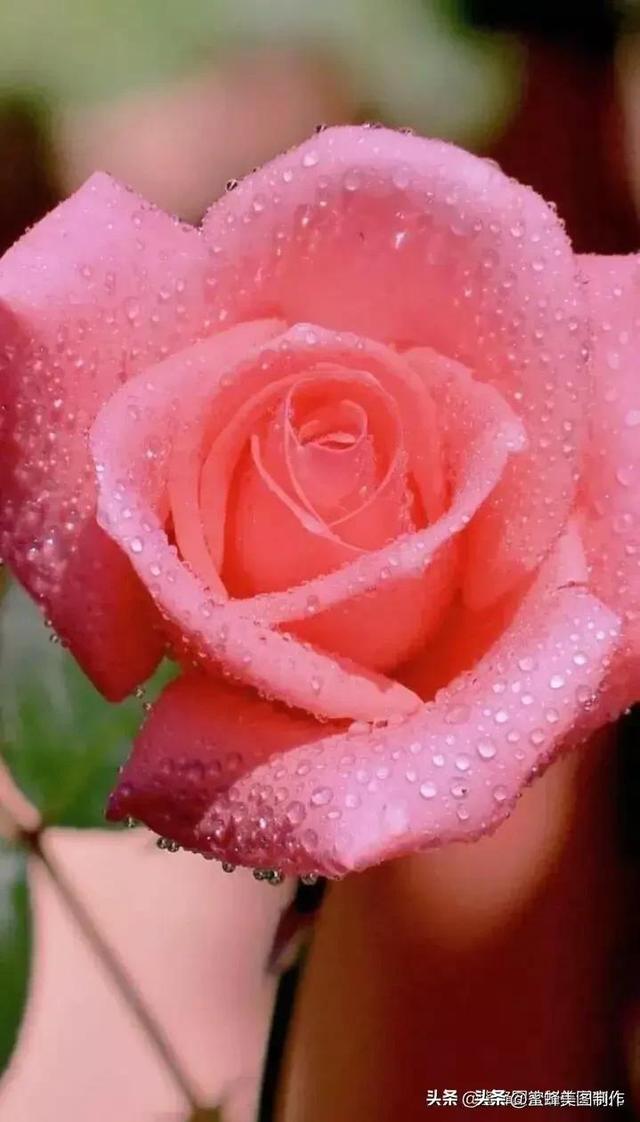 七夕节的图片，七夕浪漫情人节，玫瑰壁纸（七夕节的图片）