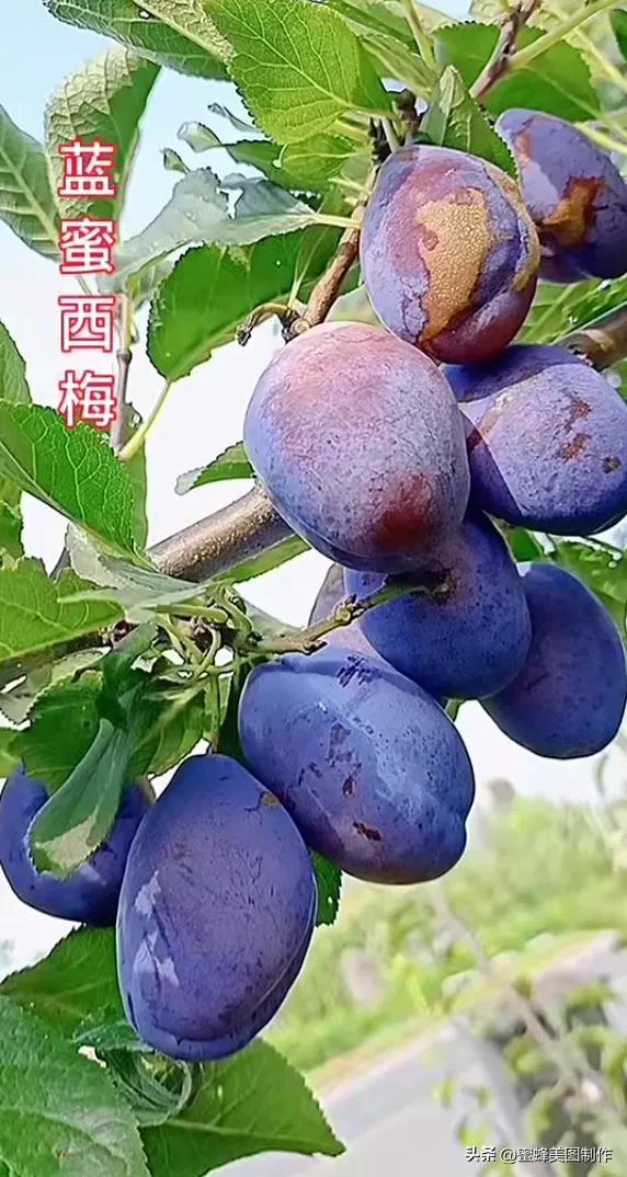 四个季节各有什么水果和蔬菜，四个季节各有什么水果和蔬菜和水果（60张水果蔬菜壁纸美图）