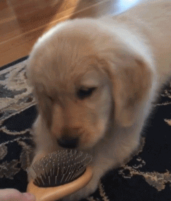 狗最多能活多少年，狗能活多少年的寿命（这几种“长命狗”）