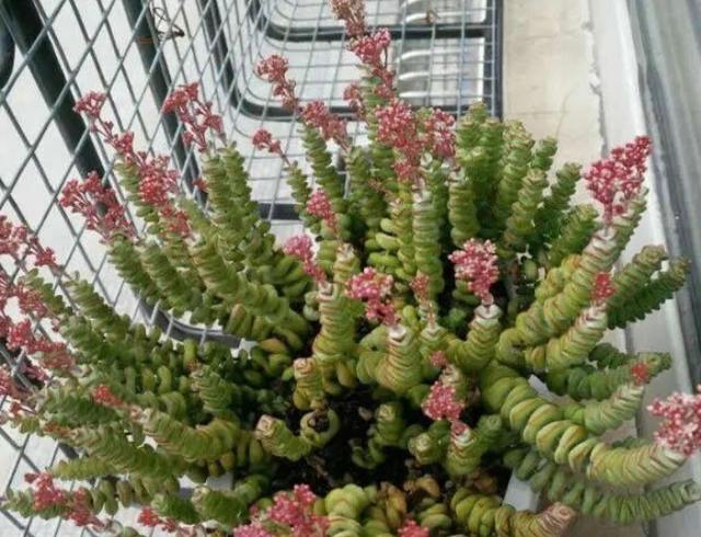 钱串多肉的养护方法，多肉钱串夏天怎么养护（冬天盆栽多肉植物钱串）