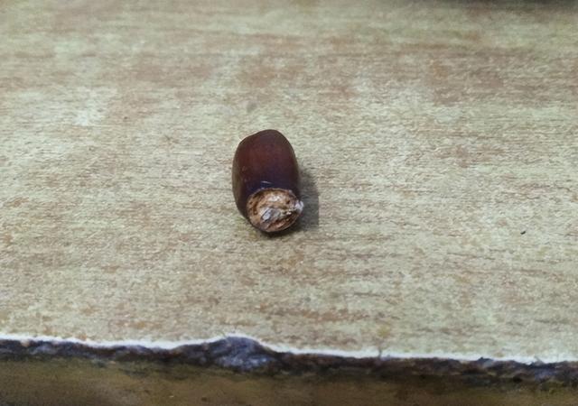 吃的荔枝种子种植方法，荔枝种子不要扔