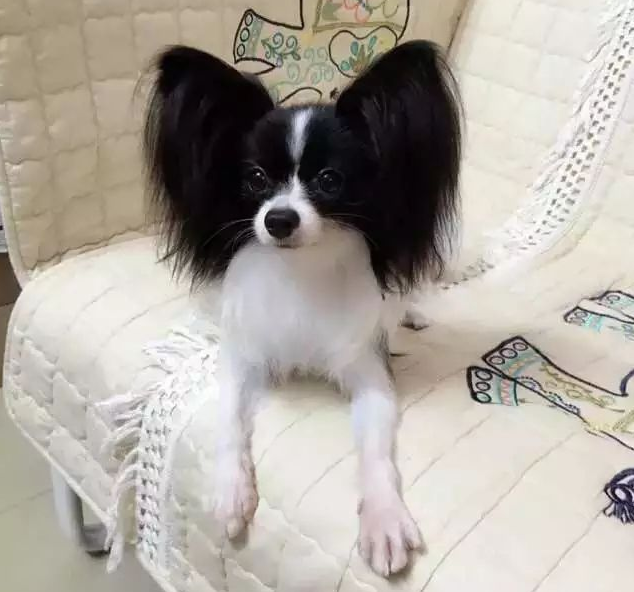 蝴蝶犬