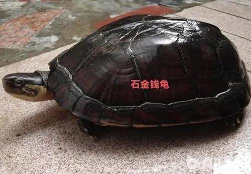 如何喂养地图龟，乌龟地图怎么养（便宜又能提高饲养技能的）