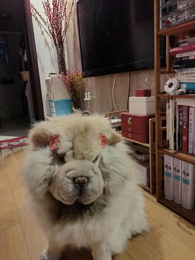 可爱的小狗狗，可爱小狗品种（小可爱小狗狗图片）