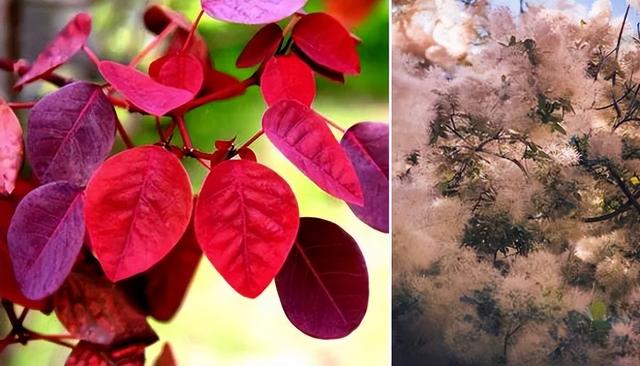 庭院喜阳植物，不同光照民宿花园或农场庭院内30种喜阴、喜阳植物