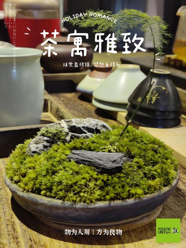 青枫该怎么养护，青枫盆景的养护（茶室禅意微景观摆件丨茶寓雅致）