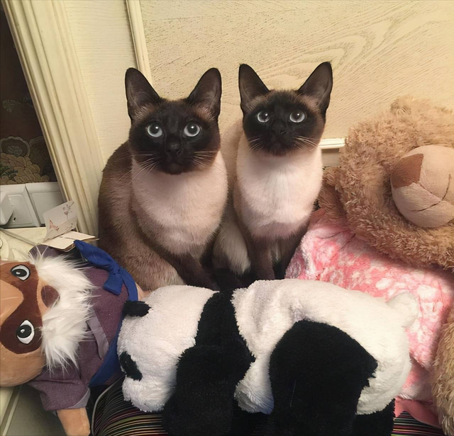 聪明猫猫排行榜，最聪明的猫排行榜前二十（最“聪明”的3种猫和最“笨”的3种猫）