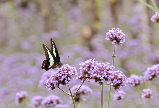 手写的最美情书文字图片 与你相守这一世流年，情书的唯美图片（​写一封情书给你：想你）