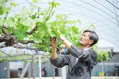 圣经伊甸园什么样子，乡土作家袁炳纲新作《伊甸园》