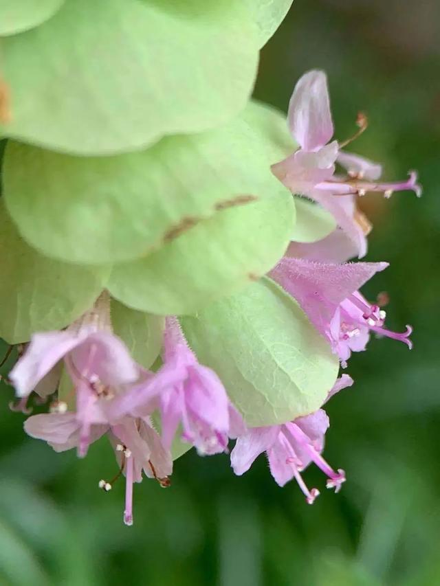 向日葵泰迪熊种子，夏天收获一片花海