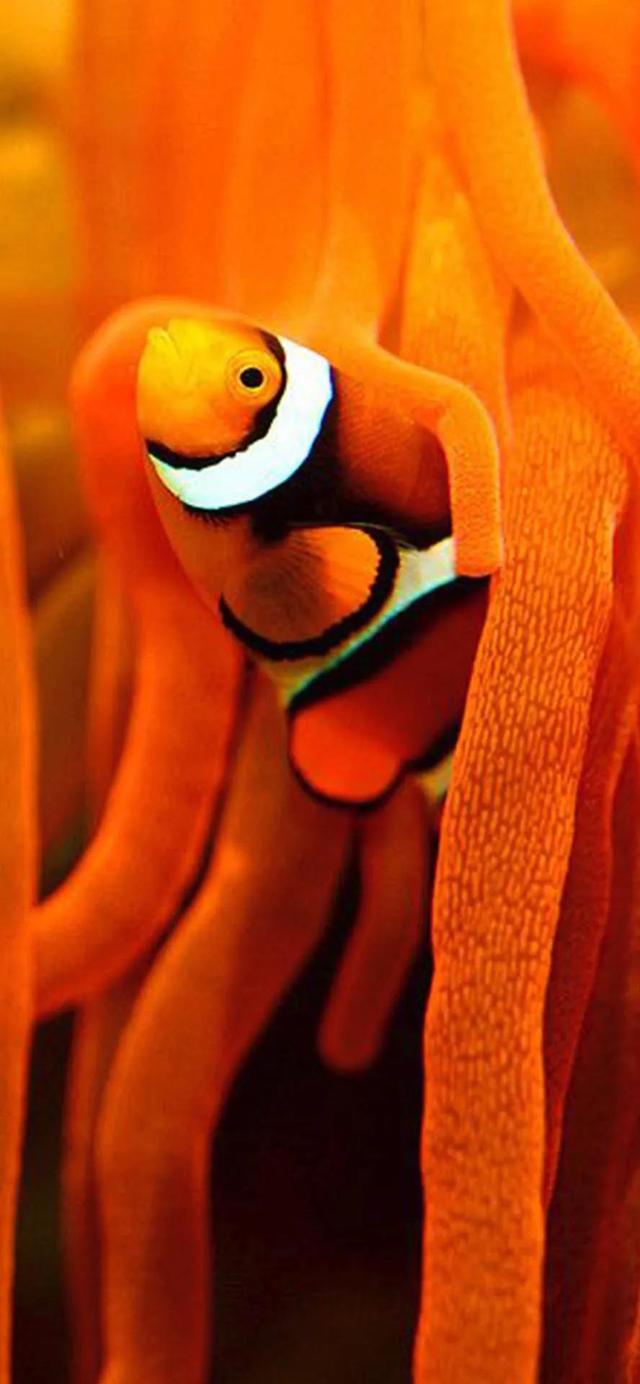 海鱼的种类图片,海鱼的种类图片 常吃(海底 五彩斑斓的小鱼 壁纸>)