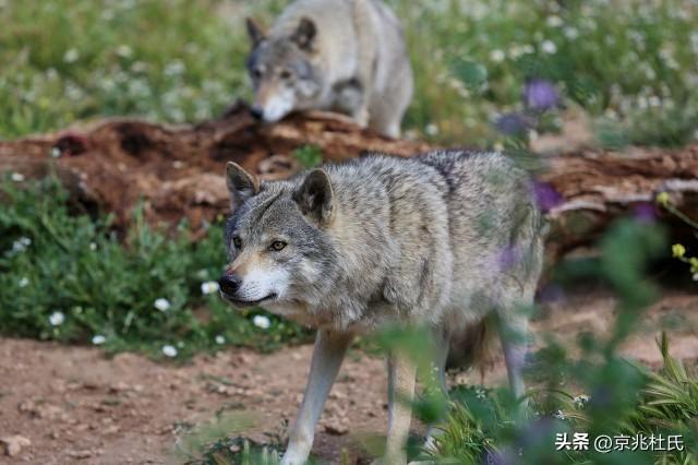 成年杜宾犬多少钱一只 杜宾犬成年以后有多长多高