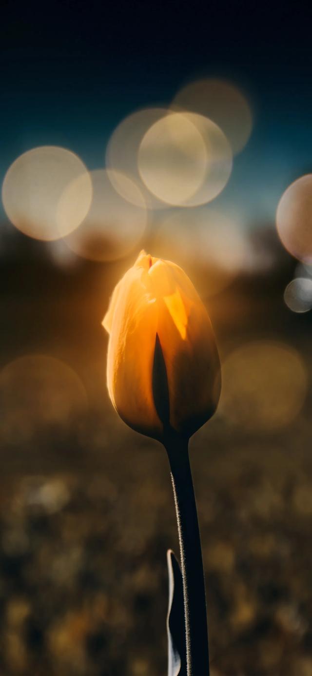 少女心壁纸(暖色系),粉色系少女壁纸(壁纸系列—暖色系质感壁纸套图)