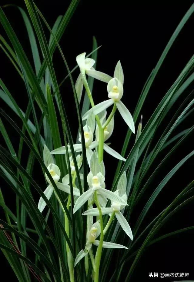 十大最贵最美兰花，绝美兰花50幅