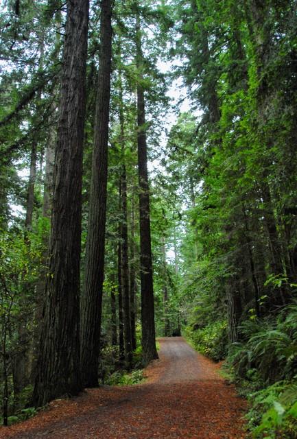 世界上最高的地方，比珠穆朗玛峰还高的山（‖美国加州红杉树‖巨树国家公园）