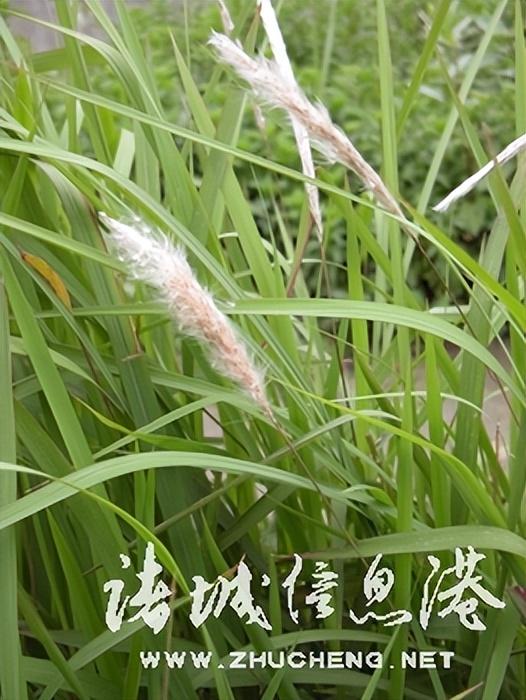 七星草的功效与作用，七星草的功效与作用（七星草都能治什么病）