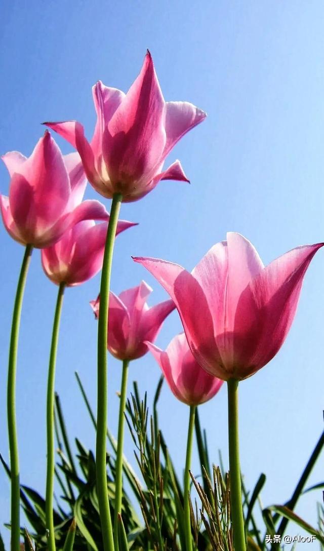 唯美鲜花背景图,唯美鲜花背景图片(唯美 , 鲜花壁纸高清图)