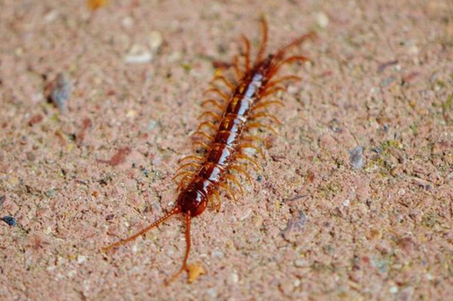 蜈蚣属于昆虫吗，蝎子和蜈蚣是属于昆虫吗（身为五毒之一的蜈蚣竟毒不死公鸡）
