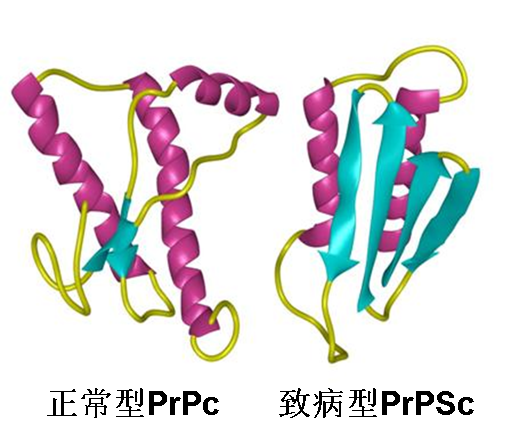 僵尸鹿是真的吗，僵尸鹿是不是真的（扩散非常迅速，会影响人类吗）