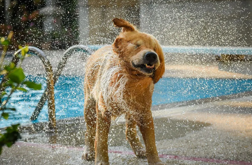 狗狗洗澡水温多少合适 狗洗澡水温在多少合适