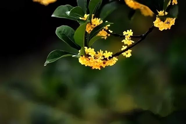 梅花象征什么，梅花象征什么青松象征什么雪花象征什么（中国十大名花排行榜）