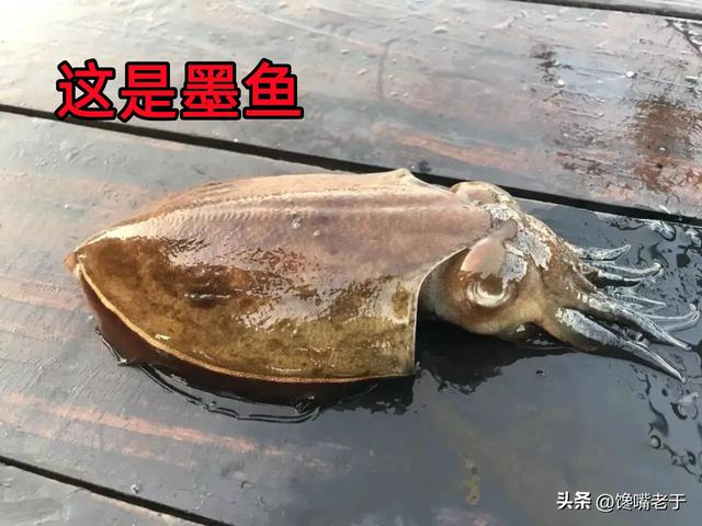青岛9月份开海，开海时间（来青岛别只会吃大虾）