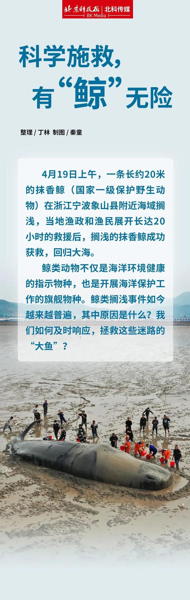 为什么鲸鱼会搁浅，为什么鲸鱼会搁浅英语（有“鲸”无险——鲸鱼搁浅背后发生了啥）