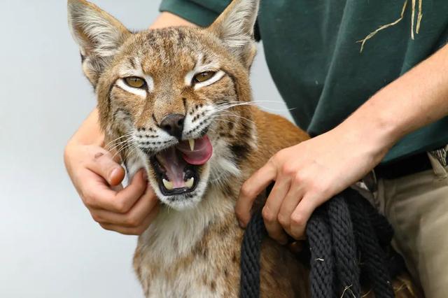 手机开机密码忘了怎么强制解锁，手机开机密码忘记了怎么解锁（有多少花式解锁手机的方法）