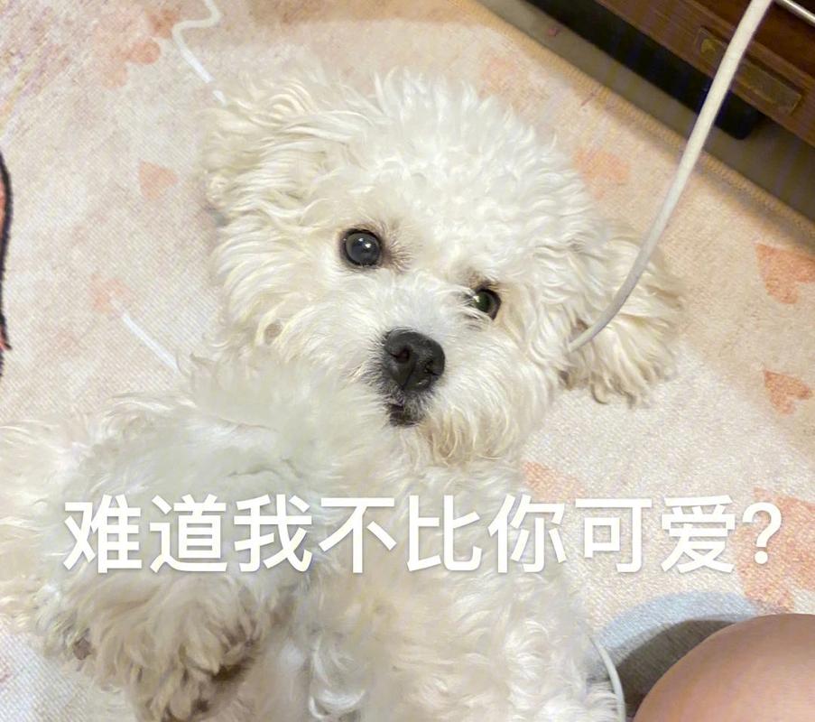 泰迪犬大概多少钱 现在泰迪犬多少钱一只