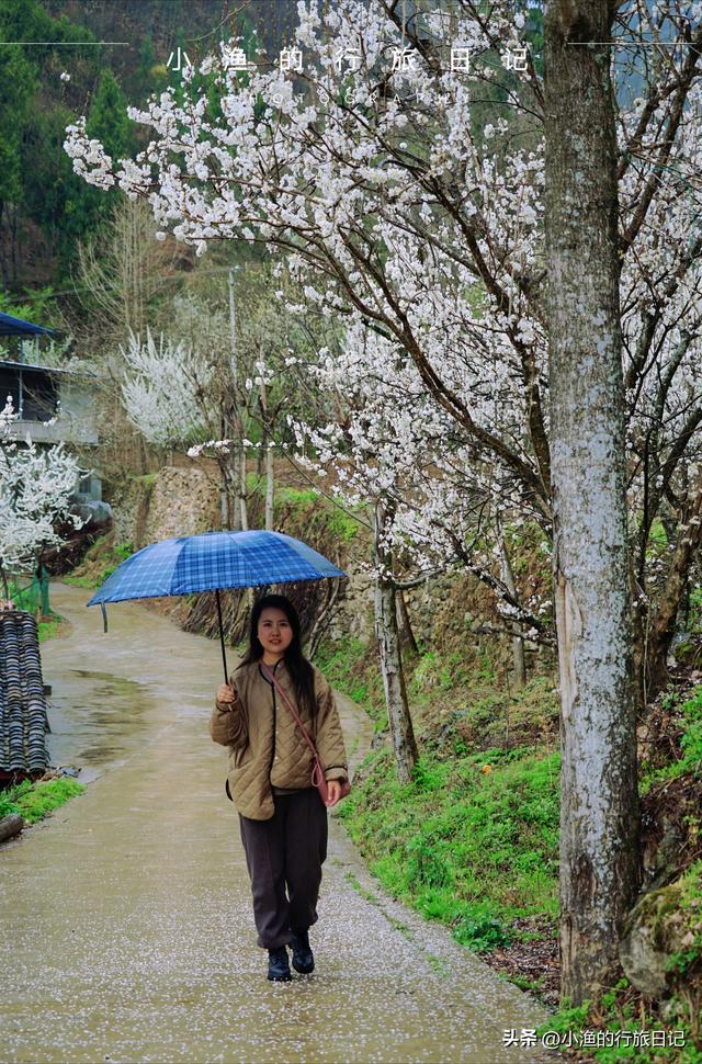 万亩油菜花海游玩攻略，奔赴川陕交界的巴山秘境