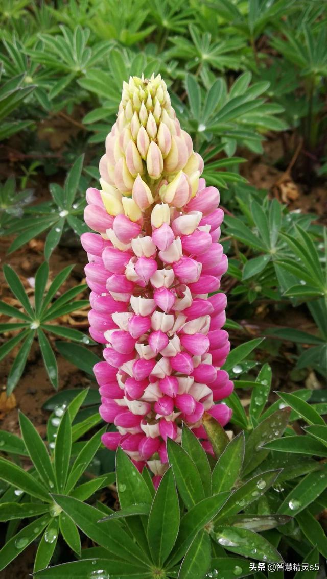 铁树开花的方法，铁树开花的方法有哪些（铁树开花了，也有芬芳的一天）