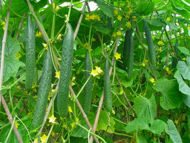 饺子包什么馅好吃，饺子包什么馅的好吃（这2种馅儿鲜嫩又多汁）