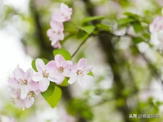 老祖宗地日石不落，五行石课程（今天正月初十“地日”，晴天好）