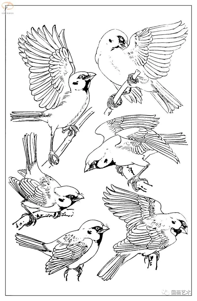 火的简笔画图片，火焰怎么画简笔画图片（画鸟参考——白描麻雀百图）