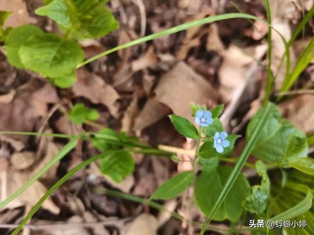 西安四月秦岭西寺沟紫荆花海，有山有水有你有我有爱