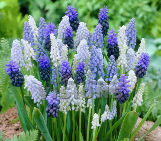 春天开的常见的花，春天的花有哪些（春天的花有哪些 名字）