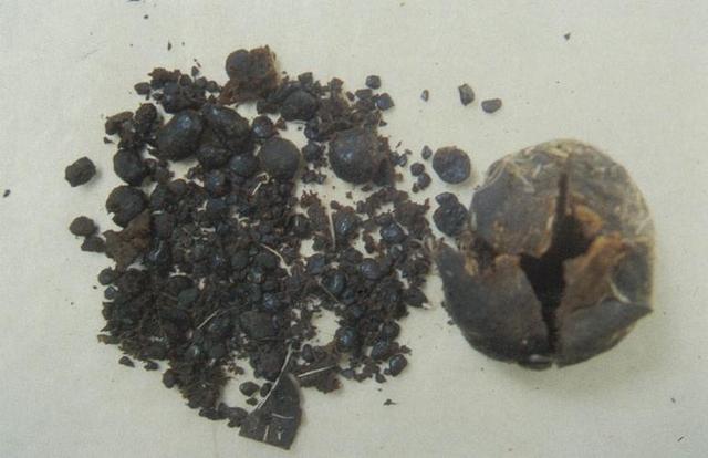 麝香猫多少钱一只，麝香猫咖啡（盘点世界上的天价分泌物）