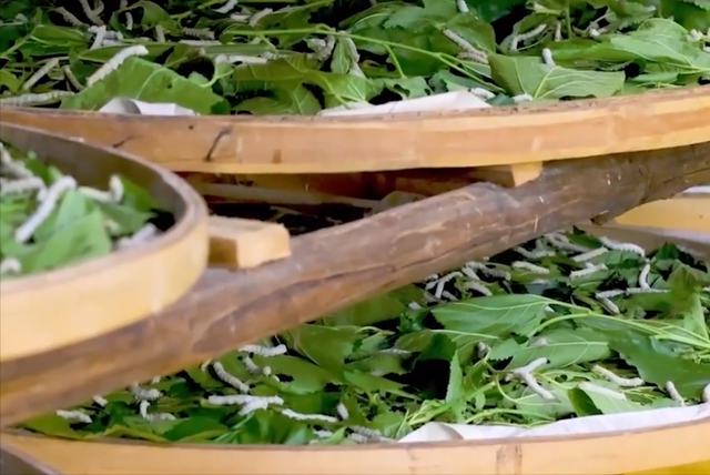 蚕茧价格多少一斤2020，蚕茧价格（他靠养蚕致富，年收入将近千万）