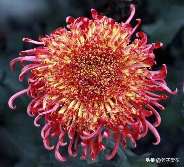 菊花的品质和精神，菊花代表着什么精神品质（粉黛舞魅的菊花品种）