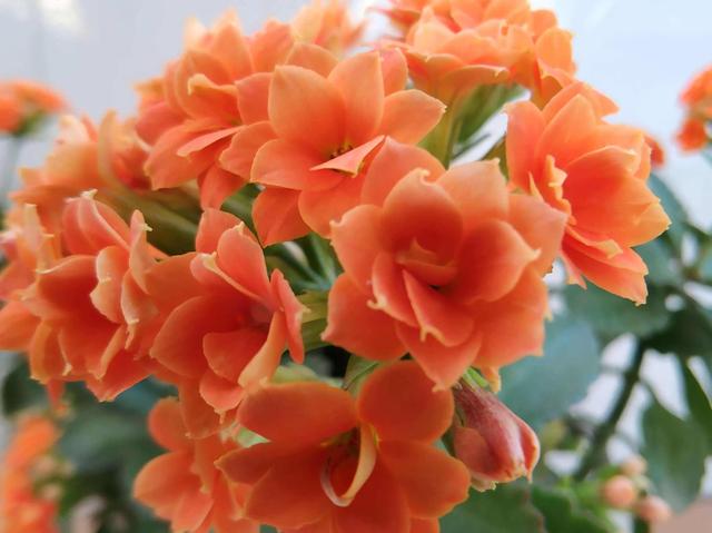 春天的花代表，春天的花代表什么（<一>君子兰、杜鹃、茶花、梅花、长寿花）