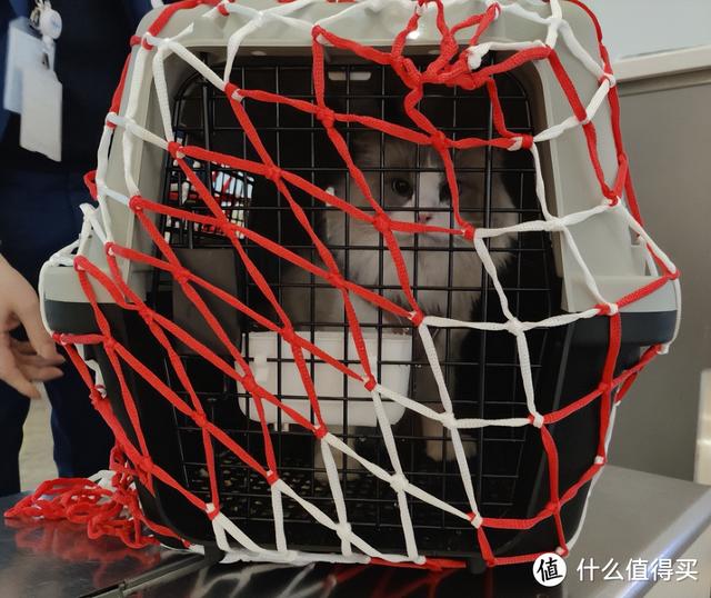 飞机托运收费多少钱一斤，飞机托运收费多少钱一斤2021（可能是全网最全的宠物航空托运攻略）
